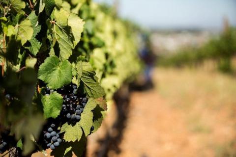 Südafrika - Aktivitäten rund um den Wein - (c) Wineroute.co.za