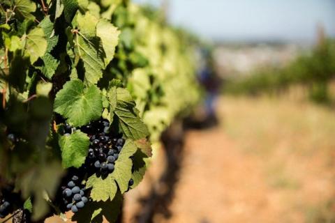 Was auf keinen Fall bei einer südafrikanischen Braai fehlen darf sind südafrikanische Weine - (c) wineroute.co.za