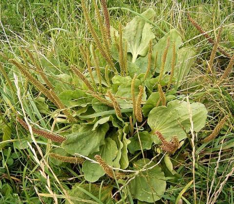 Breitwegerich (Plantago major) - (c) Wikipedia Breitwegerich (Plantago major) - (c) Wikipedia