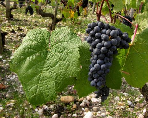 Na dann, Prost! Die 10 teuersten Weine der Welt - (c) Bourdeaux Press Na dann, Prost! Die 10 teuersten Weine der Welt - (c) Bourdeaux Press