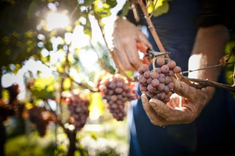 Der Weinjahrgang 2018 in Südtirol - vielversprechende Weine mit großem Potential - (c) Südtirol Wein Der Weinjahrgang 2018 in Südtirol - vielversprechende Weine mit großem Potential - (c) Südtirol Wein