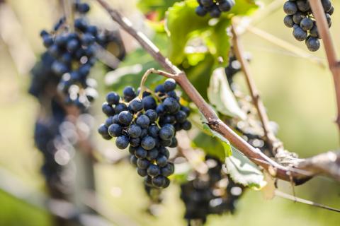 Südtirol Wein - Steckbrief und Übersicht - Südtirol Wein, Florian Andergassen