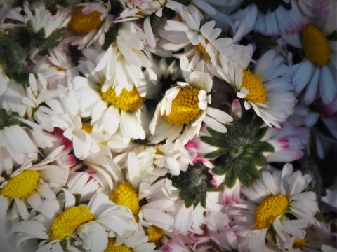Eingelegte Gänseblümchen als Kapernersatz - (c) Jörg Bornmann Eingelegte Gänseblümchen als Kapernersatz - (c) Jörg Bornmann