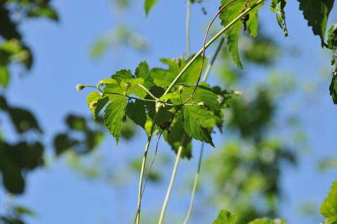 Im Juli blüht der Hopfen, die Blüten sind klein, haben eine weißgelbliche Farbe und haben die Form eines gefächerten Pinsels.