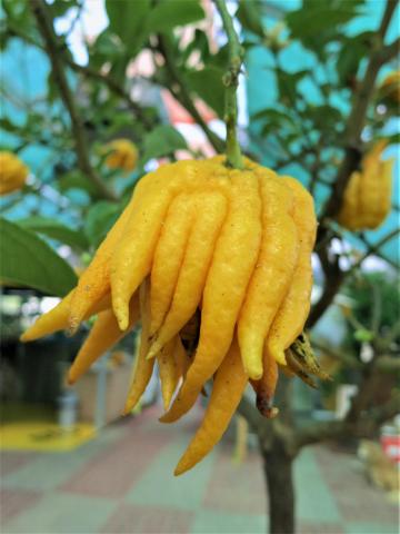 Exotische Zitrusfrucht - die Finger des Buddha - (c) Eva-Maria Mayring Exotische Zitrusfrucht - die Finger des Buddha - (c) Eva-Maria Mayring