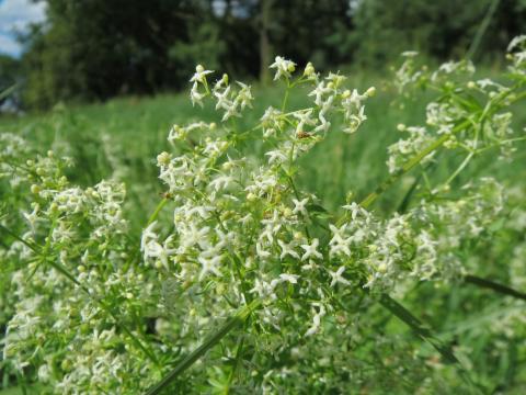 Labkraut (Galium mollugo) - (c) Wikipedia