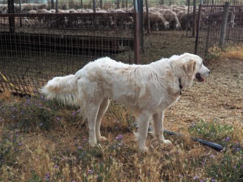 Agro Biologica Le Tofane - Schafzucht und Käserei im Parco regionale della Maremma (Toskana) - (c) Jörg Bornmann