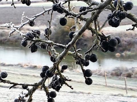 Apfel-Schlehen-Gelee mit Glühwein - Die Schlehenfrüchte reifen ab September, werden aber erst nach dem ersten Frost geerntet - (c) Gabi Vögele Apfel-Schlehen-Gelee mit Glühwein - Die Schlehenfrüchte reifen ab September, werden aber erst nach dem ersten Frost geerntet - (c) Gabi Vögele