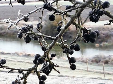 Apfel-Schlehen-Gelee mit Glühwein - Die Schlehenfrüchte reifen ab September, werden aber erst nach dem ersten Frost geerntet - (c) Gabi Vögele