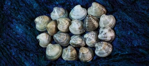 Besonders gute Vongole findet man im Meer vor der Küste Senigallias - (c) Feel Senigallia Besonders gute Vongole findet man im Meer vor der Küste Senigallias - (c) Feel Senigallia