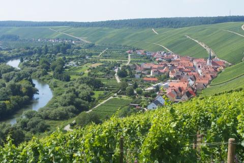 Mainschleife - Ein wunderbaren Blick hat man von der Vogelsburg auf den Weinort Escherndorf - (c) Jörg Bornmann