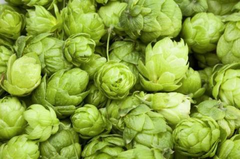 Zur Belohnung nach erfolgreicher Ernte wurde früher von der Hopfenbauerin ein Hopfenmahl aufgetischt. Zur Belohnung nach erfolgreicher Ernte wurde früher von der Hopfenbauerin ein Hopfenmahl aufgetischt.