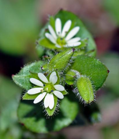 Vogelmiere (Stellaria media) - (c) Wikipedia