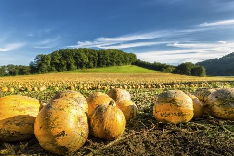 Feinschmeckerparadies Südsteiermark mit 61 Gault & Millau-Hauben ausgezeichnet - (c) Steiermark Tourismus, Wolfgang Jauk