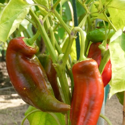 Mit Schafskäse gefüllte Paprika - (c) Pixabay Mit Schafskäse gefüllte Paprika - (c) Pixabay