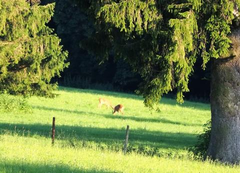 Der Vulkan schmeckt wieder WILD - Im Rahmen von DER VULKAN KOCHT wird es in der VULKANREGION VOGELSBERG wieder wild - (c) Jörg Bornmann