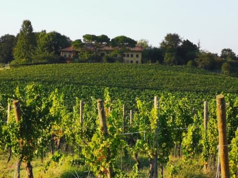 Azienda Agricola Colle Manora: Nachhaltigkeit ist der Lebensinhalt - Auf dem Weingut im Piemont lebt man die Verantwortung für die Natur - (c) Colle Manora Azienda Agricola Colle Manora: Nachhaltigkeit ist der Lebensinhalt - Auf dem Weingut im Piemont lebt man die Verantwortung für die Natur - (c) Colle Manora