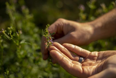 Österreichs Bio-WeinbaufIäche erstmals über 10.000 Hektar - (c) Robert Herbst/OeWM