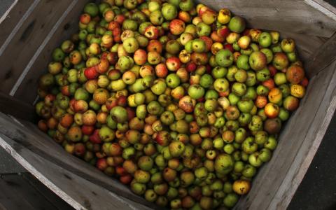 Saft aus dem eigenen Obst pressen liegt voll im Trend, hier finden Sie Mosterreien in Ihrer Region - (c) NABU/ Bernd Schaller