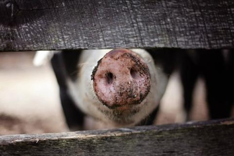 Die Ahle Wurst: Firmenphilosophie, Betrieb und Geschichte der Landfleischerei Leffis - (c) Pixabay Die Ahle Wurst: Firmenphilosophie, Betrieb und Geschichte der Landfleischerei Leffis - (c) Pixabay